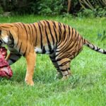 Carnivore Diet Plan For A Week