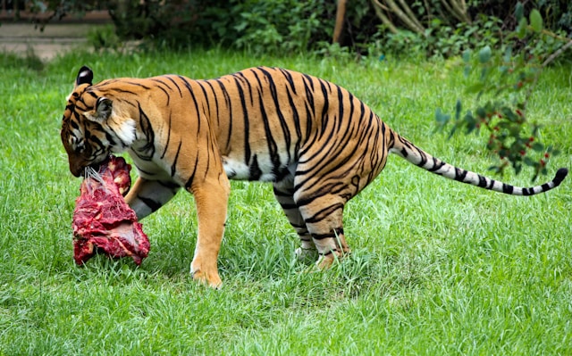 Carnivore Diet Plan For A Week