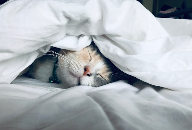 Sleeping Disorders And Issues
